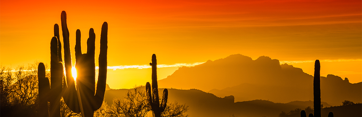 a view through saguaro cactus and mountains of a golden sunset